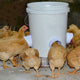 (🔥2025 Hot Sale-50% OFF)DIY Chicken Feeder